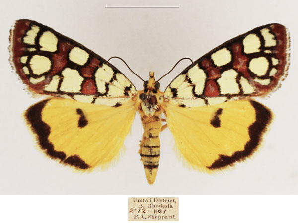 /filer/webapps/moths/media/images/A/amabilis_Crameria_AF_TMSA_01.jpg