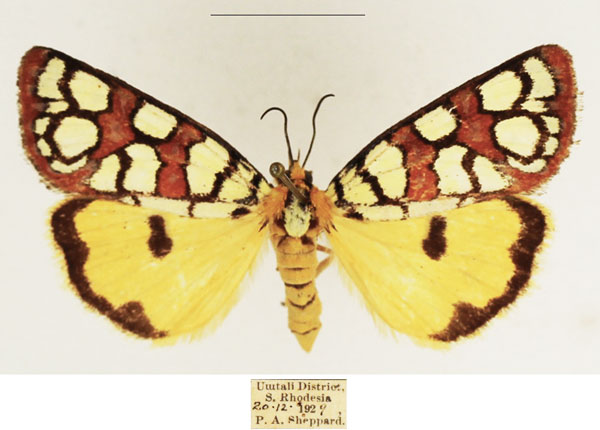 /filer/webapps/moths/media/images/A/amabilis_Crameria_AF_TMSA_04.jpg