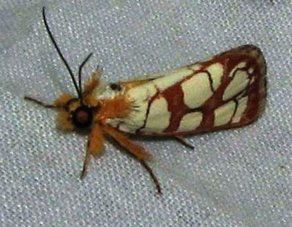 /filer/webapps/moths/media/images/A/amabilis_Crameria_A_Goff.jpg