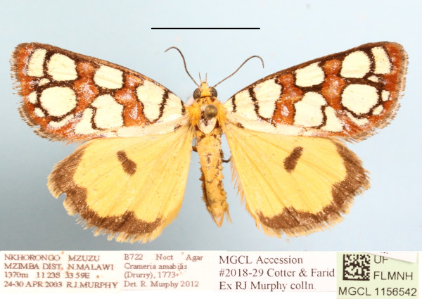 /filer/webapps/moths/media/images/A/amabilis_Crameria_A_MGCLa_01.JPG