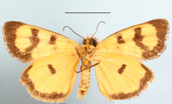 /filer/webapps/moths/media/images/A/amabilis_Crameria_A_MGCLb_01.JPG