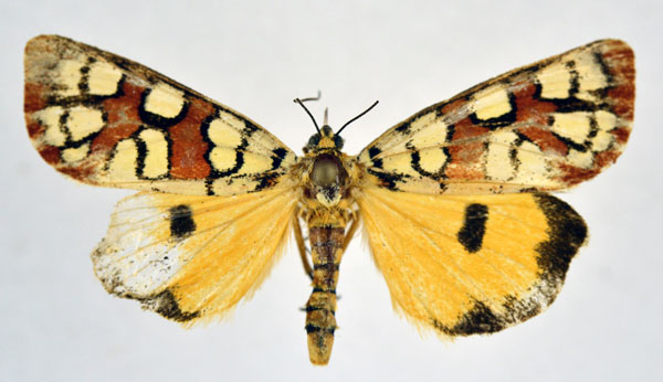 /filer/webapps/moths/media/images/A/amabilis_Crameria_A_NHMO.jpg