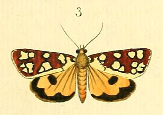 /filer/webapps/moths/media/images/A/amabilis_Crameria_Drury2_13-3.jpg