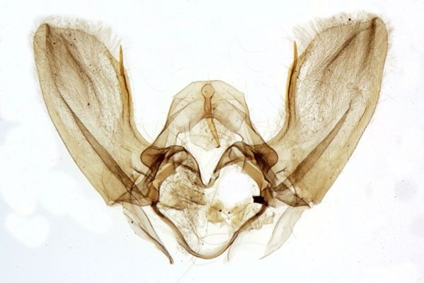 /filer/webapps/moths/media/images/A/amabilis_Microzada_GM_MNHN_1568.jpg