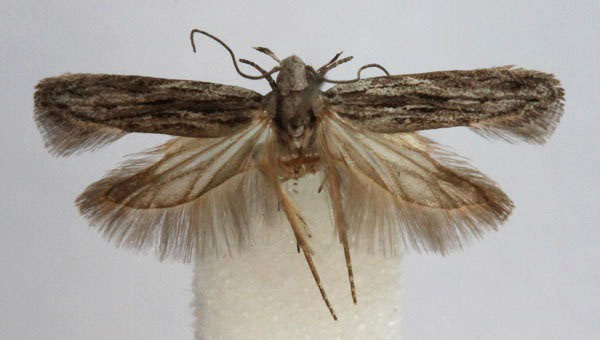 /filer/webapps/moths/media/images/A/amalleuta_Anarsia_A_Bidzilya.jpg