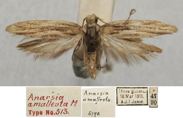 /filer/webapps/moths/media/images/A/amalleuta_Anarsia_ST_TMSA.jpg