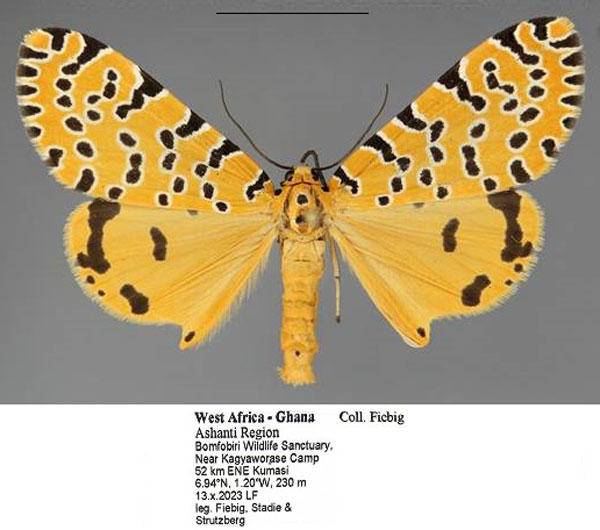 /filer/webapps/moths/media/images/A/amanda_Alytarcha_AM_Fiebig.jpg