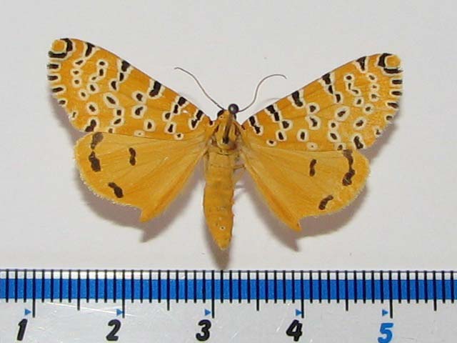 /filer/webapps/moths/media/images/A/amanda_Alytarchia_A_Goff_02.jpg