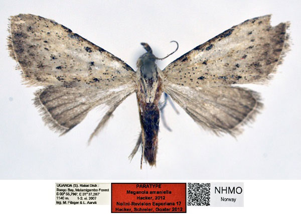 /filer/webapps/moths/media/images/A/amaniella_Meganola_PT_NHMO_02_nYbe5Fb.jpg