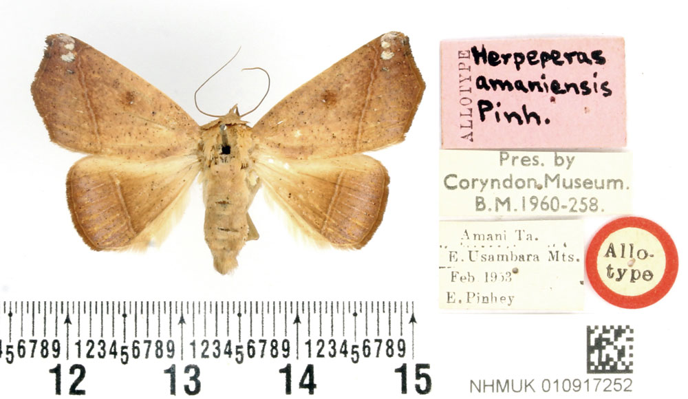 /filer/webapps/moths/media/images/A/amaniensis_Herpeperas_AT_BMNH.jpg
