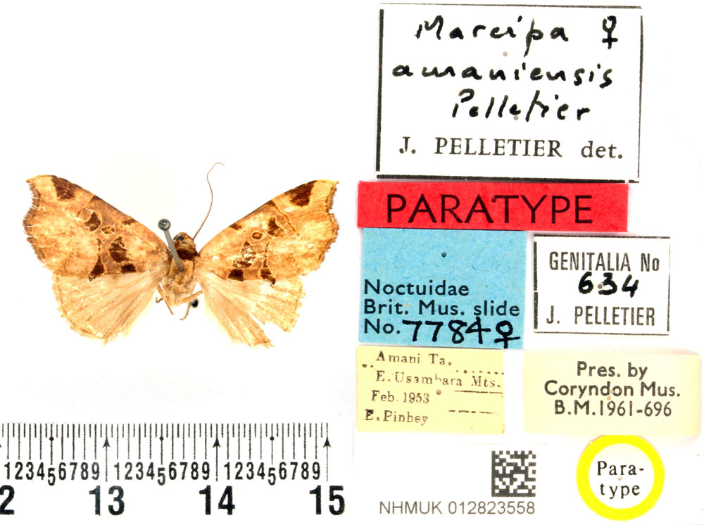 /filer/webapps/moths/media/images/A/amaniensis_Marcipa_PTF_BMNH.jpg