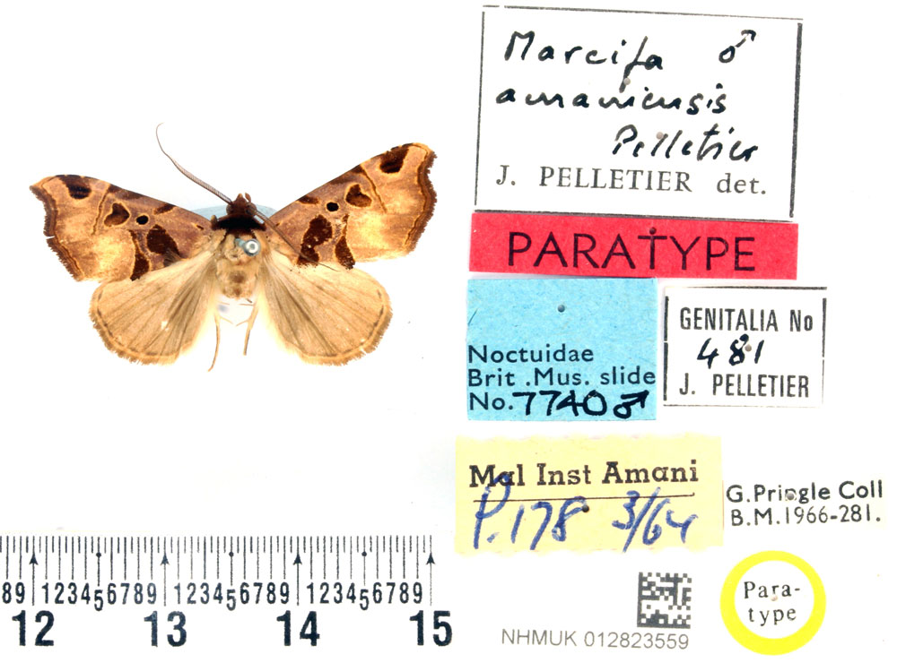 /filer/webapps/moths/media/images/A/amaniensis_Marcipa_PTM_BMNH.jpg