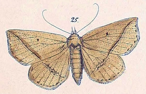 /filer/webapps/moths/media/images/A/amaponda_Gracilodes_HT_Felder_1875_119-25.jpg