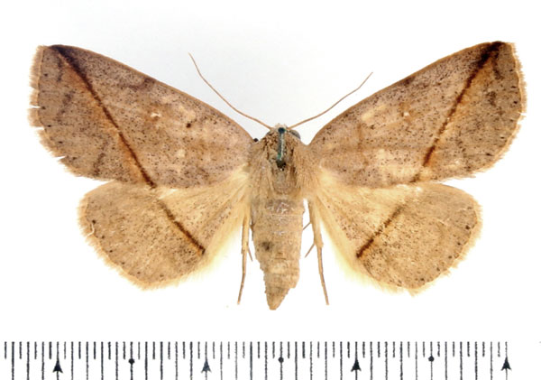 /filer/webapps/moths/media/images/A/amaponda_Ugia_AF_BMNH.jpg