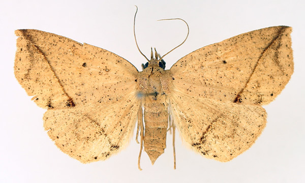 /filer/webapps/moths/media/images/A/amaponda_Ugia_AF_TMSA_01.jpg