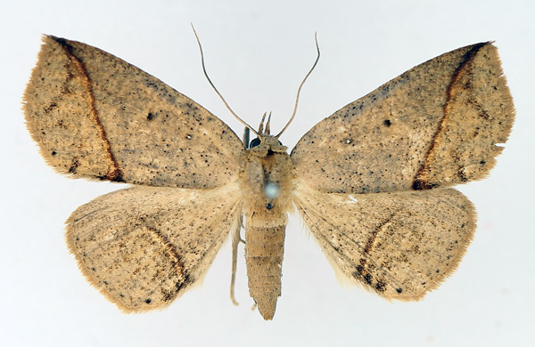 /filer/webapps/moths/media/images/A/amaponda_Ugia_AF_TMSA_02.jpg