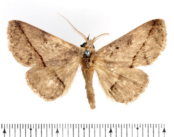 /filer/webapps/moths/media/images/A/amaponda_Ugia_AM_BMNH_01.jpg