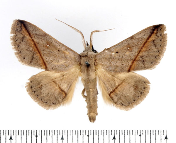 /filer/webapps/moths/media/images/A/amaponda_Ugia_AM_BMNH_02.jpg