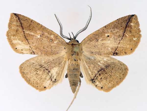 /filer/webapps/moths/media/images/A/amaponda_Ugia_AM_TMSA_01.jpg
