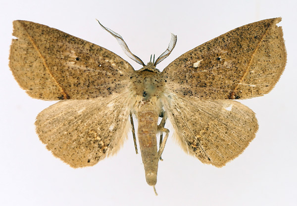 /filer/webapps/moths/media/images/A/amaponda_Ugia_AM_TMSA_02.jpg