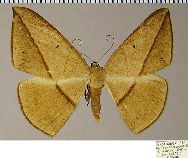 /filer/webapps/moths/media/images/A/amara_Brachytrita_AF_ZSM.jpg