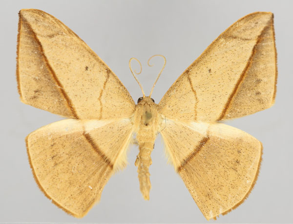 /filer/webapps/moths/media/images/A/amara_Brachytrita_A_ZSM_01.jpg