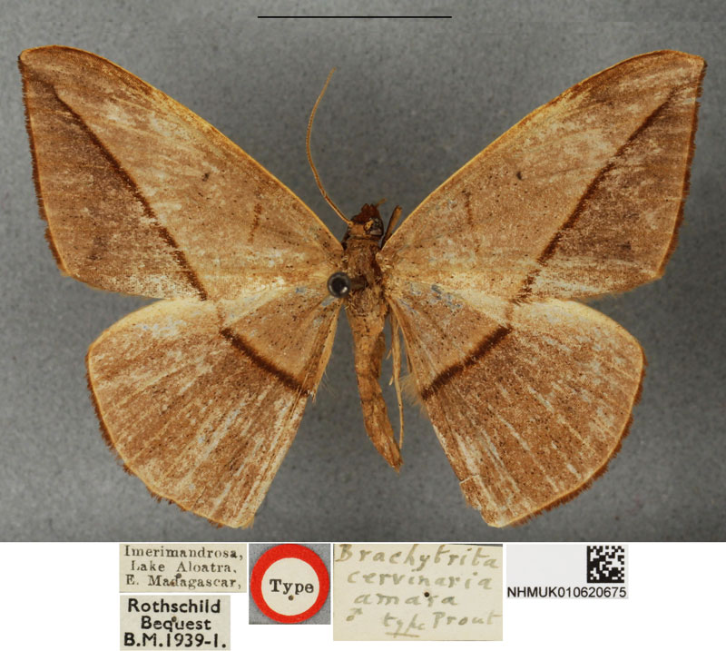 /filer/webapps/moths/media/images/A/amara_Brachytrita_STM_BMNH.jpg