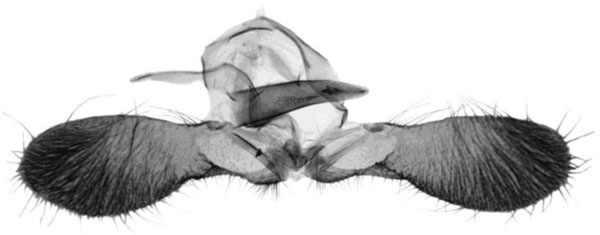 /filer/webapps/moths/media/images/A/amarana_Thaumatographa_GMHT_Trematerra.jpg