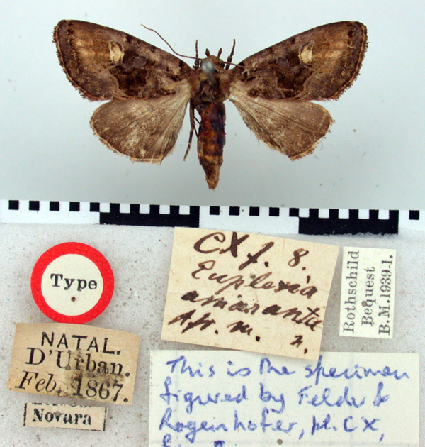 /filer/webapps/moths/media/images/A/amaranta_Euplexia_HT_BMNH.jpg