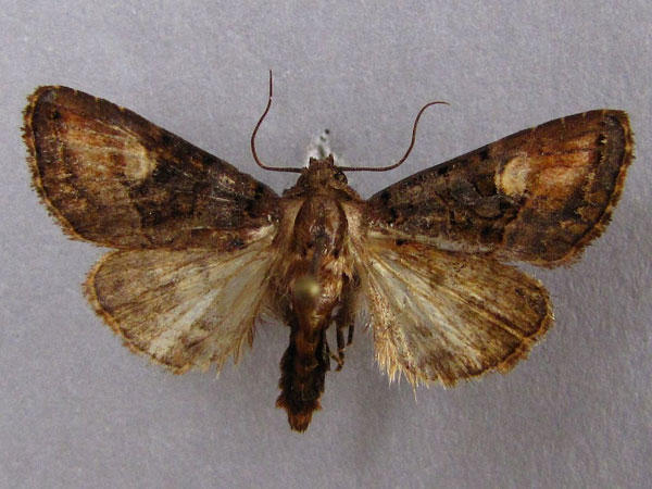 /filer/webapps/moths/media/images/A/amaranta_Tracheplexia_AM_Baron_01.jpg