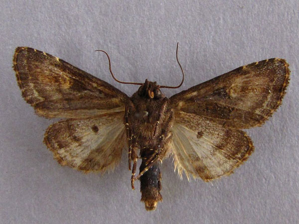 /filer/webapps/moths/media/images/A/amaranta_Tracheplexia_AM_Baron_02.jpg