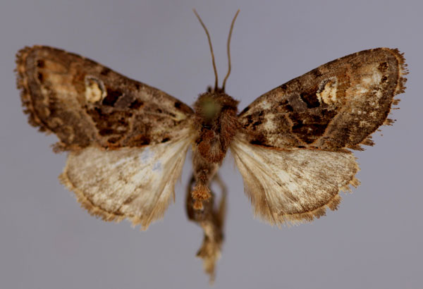 /filer/webapps/moths/media/images/A/amaranta_Tracheplexia_A_RMCA_01.jpg