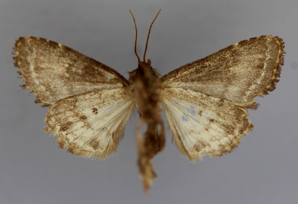 /filer/webapps/moths/media/images/A/amaranta_Tracheplexia_A_RMCA_02.jpg