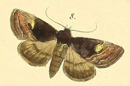 /filer/webapps/moths/media/images/A/amaranta_Tracheplexia_Felder_110_8.jpg