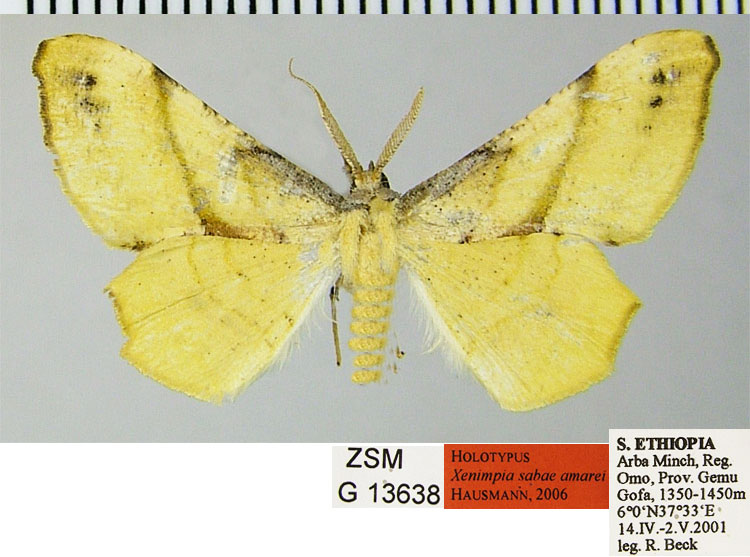 /filer/webapps/moths/media/images/A/amarei_Xenimpia_HT_ZSMa.jpg