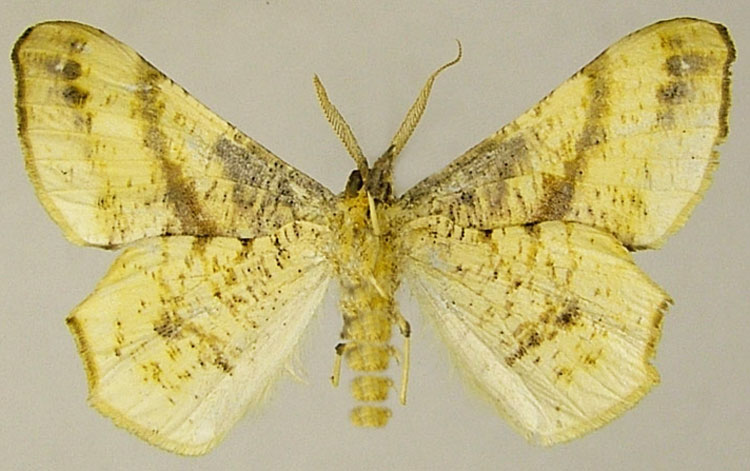 /filer/webapps/moths/media/images/A/amarei_Xenimpia_HT_ZSMb.jpg