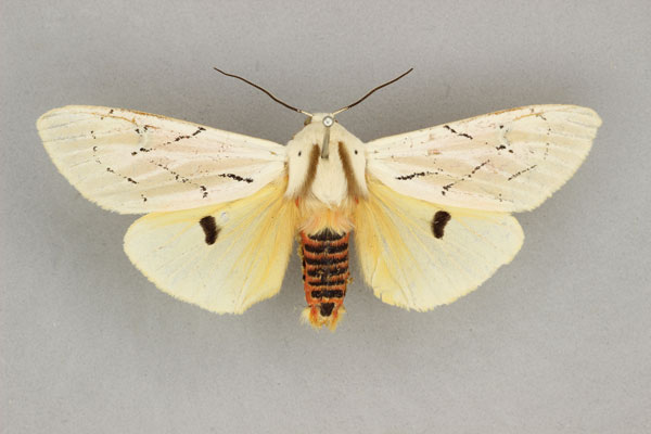 /filer/webapps/moths/media/images/A/amasis_Rhodogastria_AM_BMNH.jpg