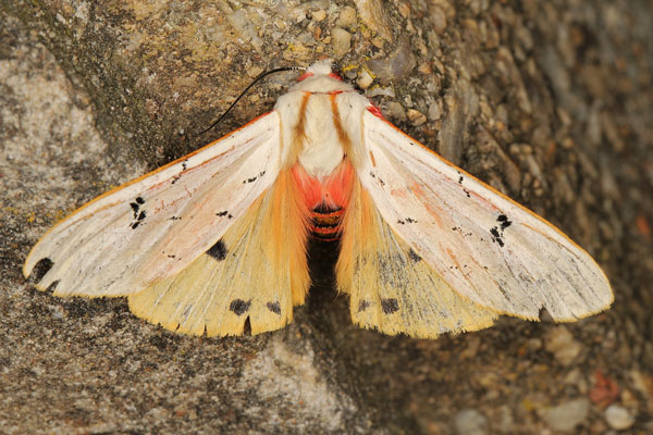 /filer/webapps/moths/media/images/A/amasis_Rhodogastria_A_Heyns.jpg