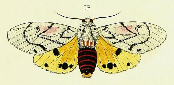 /filer/webapps/moths/media/images/A/amasis_Rhodogastria_Cramer3_206_B.jpg