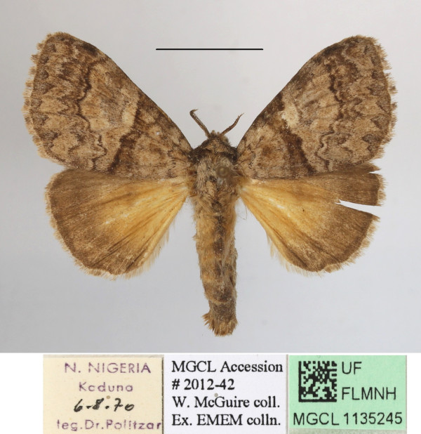 /filer/webapps/moths/media/images/A/amata_Eudasychira_A_MGCLa_02.JPG