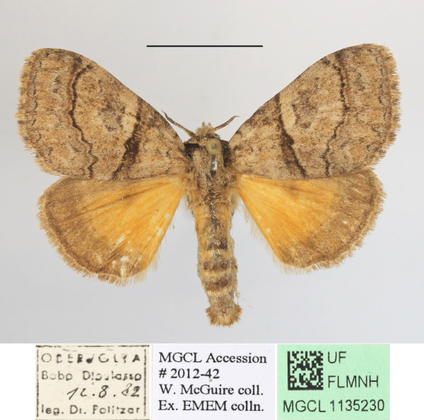 /filer/webapps/moths/media/images/A/amata_Eudasychira_A_MGCLa_04.JPG