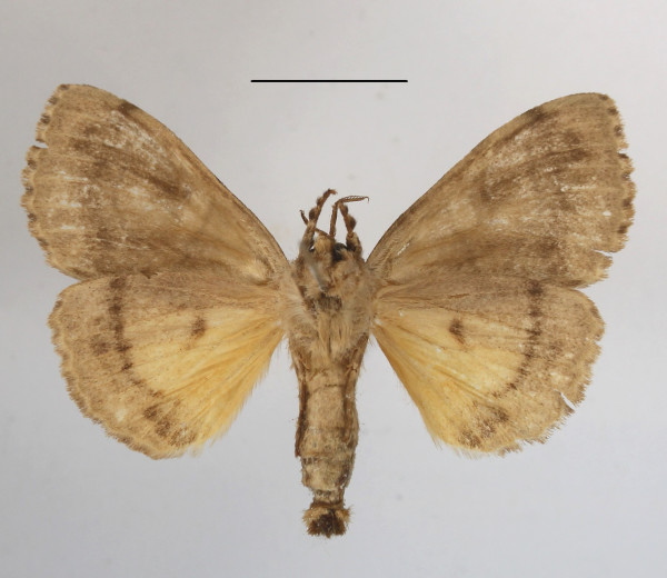/filer/webapps/moths/media/images/A/amata_Eudasychira_A_MGCLb_01.JPG