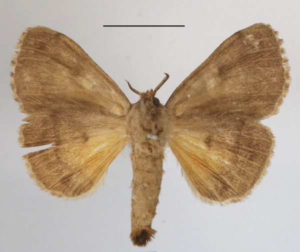 /filer/webapps/moths/media/images/A/amata_Eudasychira_A_MGCLb_02.JPG