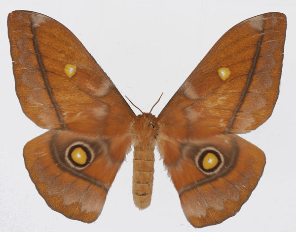 /filer/webapps/moths/media/images/A/amathusia_Gonimbrasia_AF_Basquina.jpg