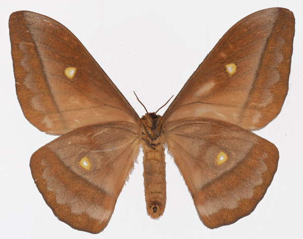 /filer/webapps/moths/media/images/A/amathusia_Gonimbrasia_AF_Basquinb.jpg