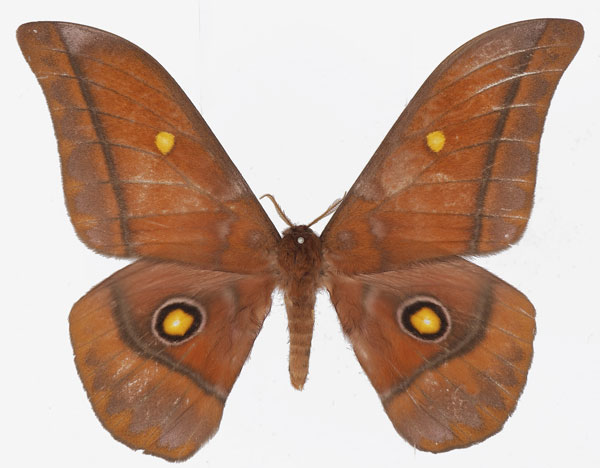 /filer/webapps/moths/media/images/A/amathusia_Gonimbrasia_AM_Basquin.jpg