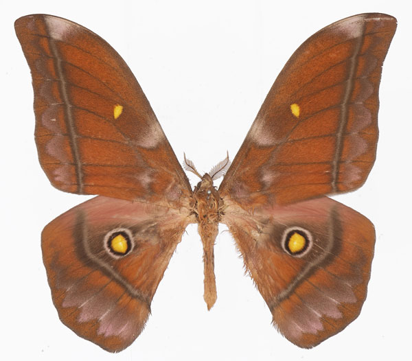 /filer/webapps/moths/media/images/A/amathusia_Gonimbrasia_AM_Basquina.jpg