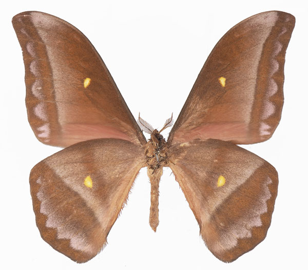 /filer/webapps/moths/media/images/A/amathusia_Gonimbrasia_AM_Basquinb.jpg