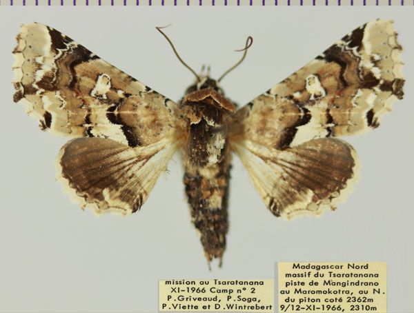 /filer/webapps/moths/media/images/A/amatrix_Eutelia_AF_MNHNa.jpg