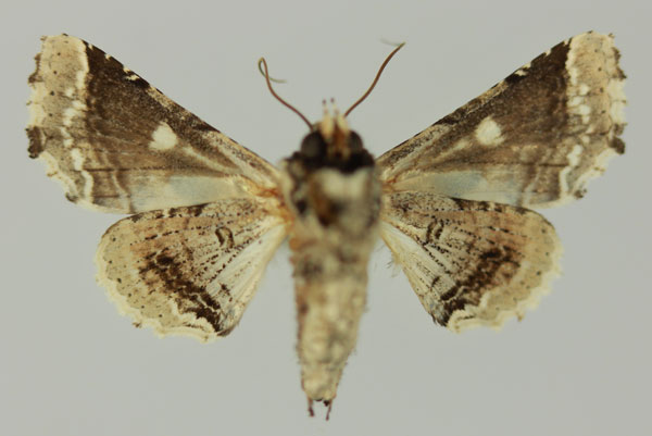 /filer/webapps/moths/media/images/A/amatrix_Eutelia_AF_MNHNb.jpg